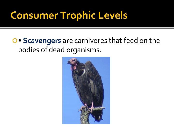 Consumer Trophic Levels • Scavengers are carnivores that feed on the bodies of dead