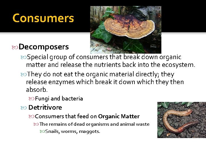 Consumers Decomposers Special group of consumers that break down organic matter and release the