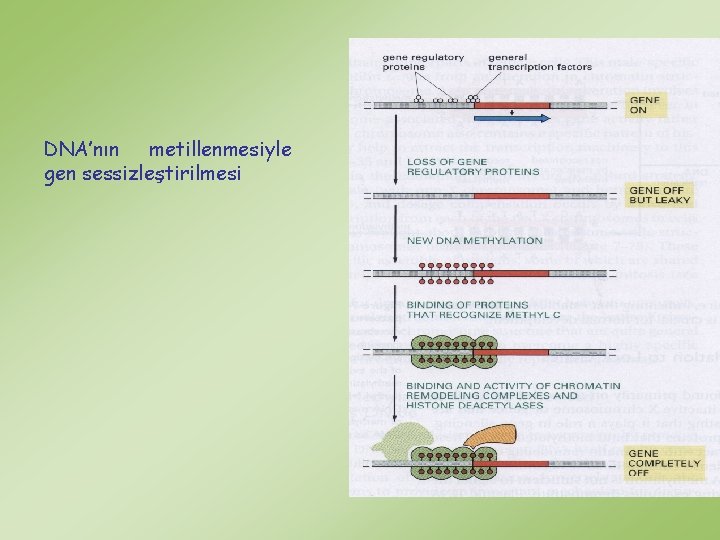 DNA’nın metillenmesiyle gen sessizleştirilmesi 