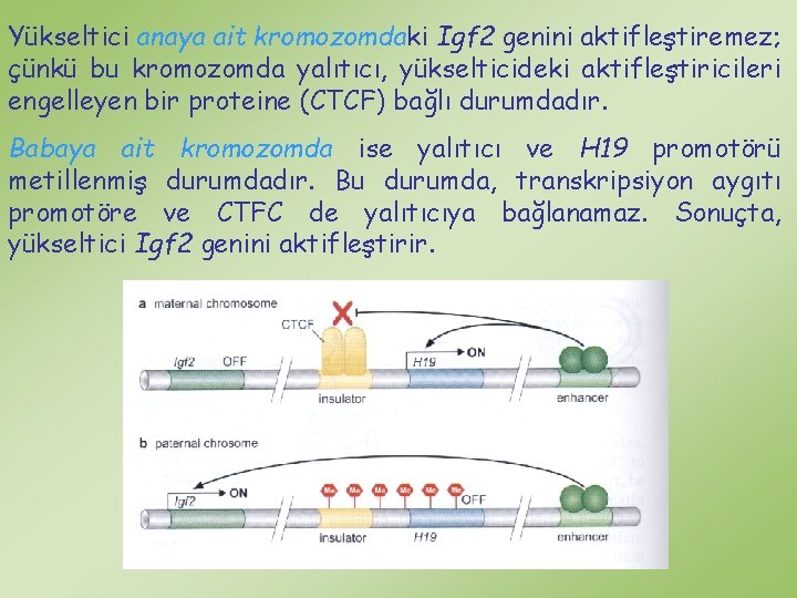 Yükseltici anaya ait kromozomdaki Igf 2 genini aktifleştiremez; çünkü bu kromozomda yalıtıcı, yükselticideki aktifleştiricileri