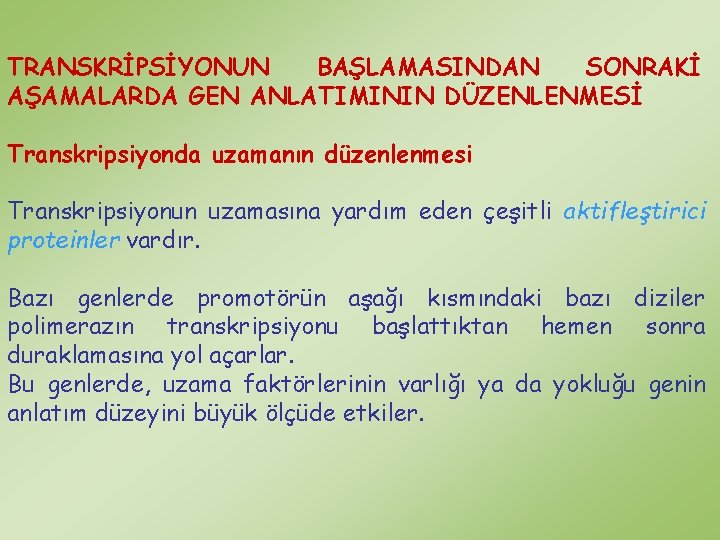 TRANSKRİPSİYONUN BAŞLAMASINDAN SONRAKİ AŞAMALARDA GEN ANLATIMININ DÜZENLENMESİ Transkripsiyonda uzamanın düzenlenmesi Transkripsiyonun uzamasına yardım eden