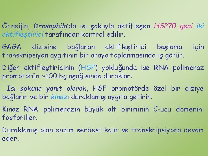 Örneğin, Drosophila’da ısı şokuyla aktifleşen HSP 70 geni iki aktifleştirici tarafından kontrol edilir. GAGA