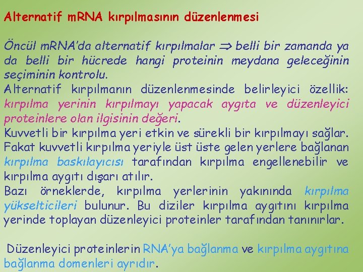 Alternatif m. RNA kırpılmasının düzenlenmesi Öncül m. RNA’da alternatif kırpılmalar belli bir zamanda ya