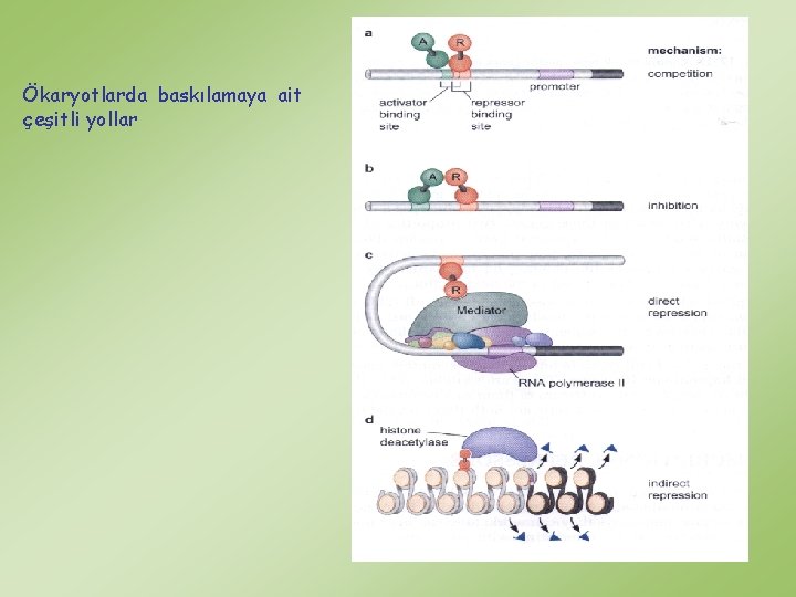 Ökaryotlarda baskılamaya ait çeşitli yollar 