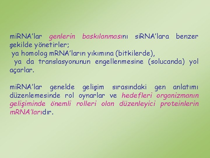 mi. RNA’lar genlerin baskılanmasını si. RNA’lara benzer şekilde yönetirler; ya homolog m. RNA’ların yıkımına