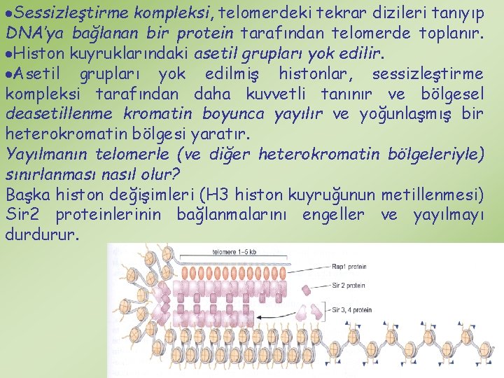  Sessizleştirme kompleksi, telomerdeki tekrar dizileri tanıyıp DNA’ya bağlanan bir protein tarafından telomerde toplanır.