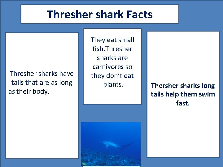 Thresher shark Facts Thresher sharks have tails that are as long as their body.