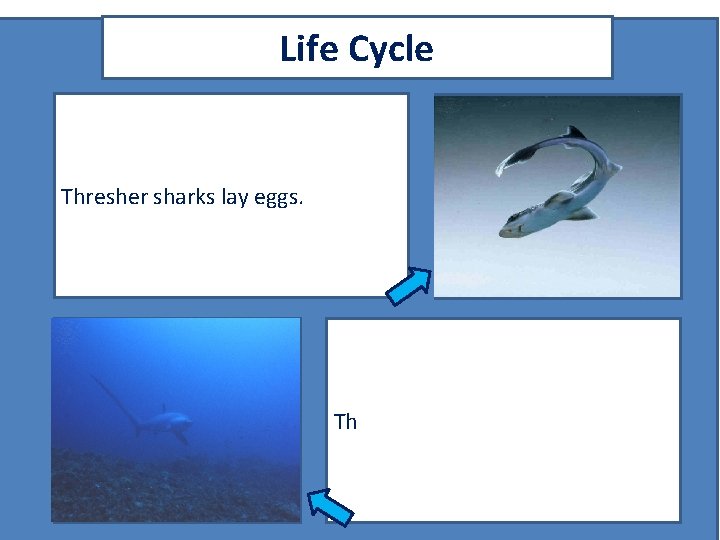 Life Cycle Thresher sharks lay eggs. A picture of the animal as a grown/