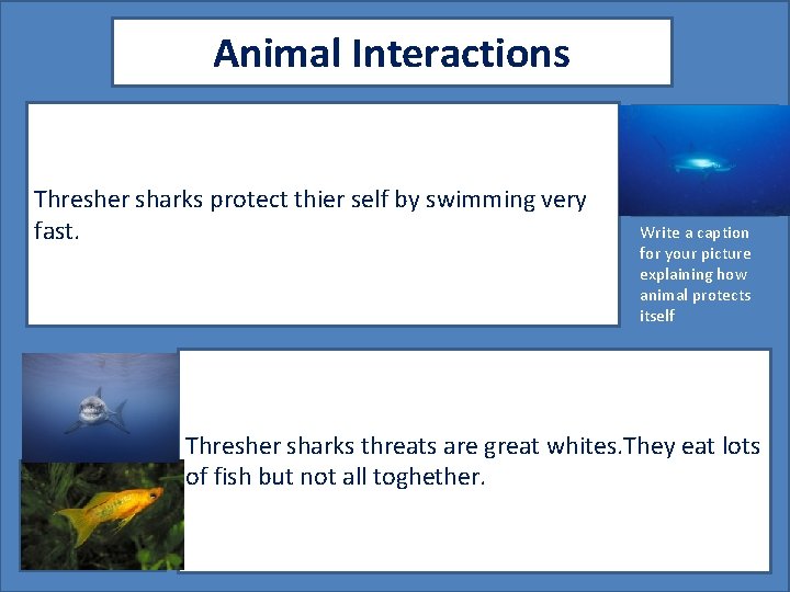Animal Interactions Thresher sharks protect thier self by swimming very fast. Caption for your