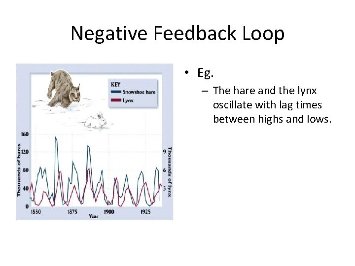 Negative Feedback Loop • Eg. – The hare and the lynx oscillate with lag