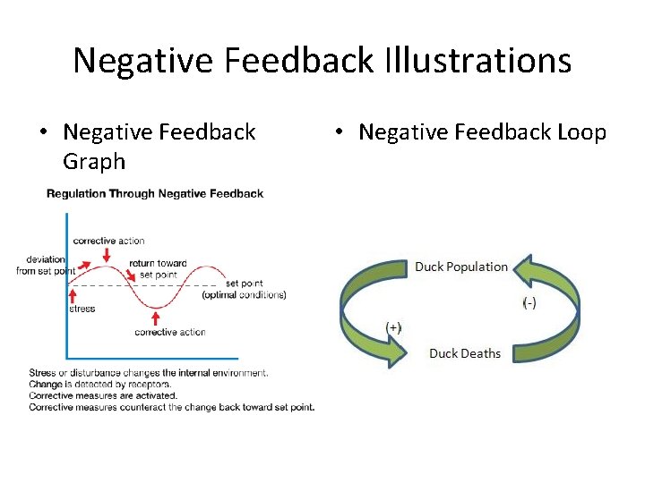 Negative Feedback Illustrations • Negative Feedback Graph • Negative Feedback Loop 