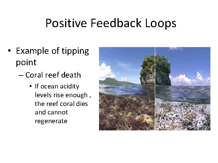 Positive Feedback Loops • Example of tipping point – Coral reef death • If