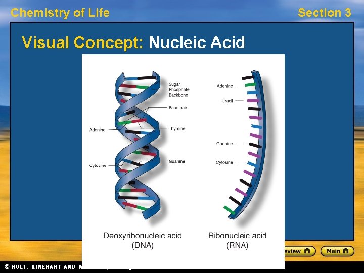 Chemistry of Life Visual Concept: Nucleic Acid Section 3 