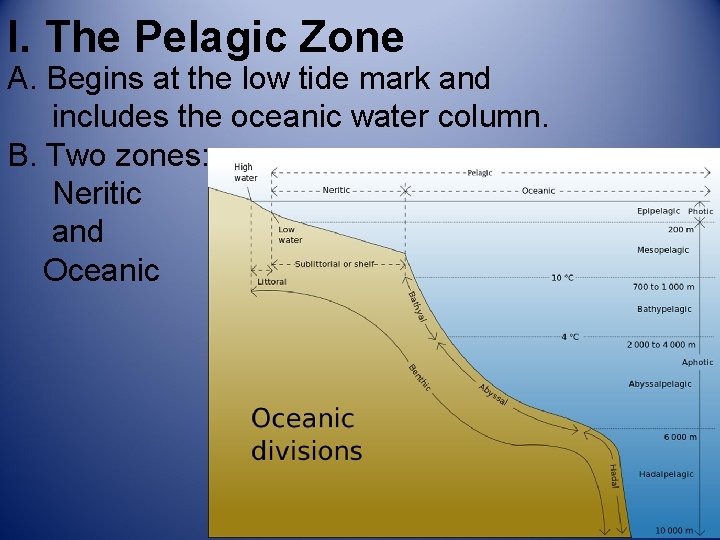 I. The Pelagic Zone A. Begins at the low tide mark and includes the