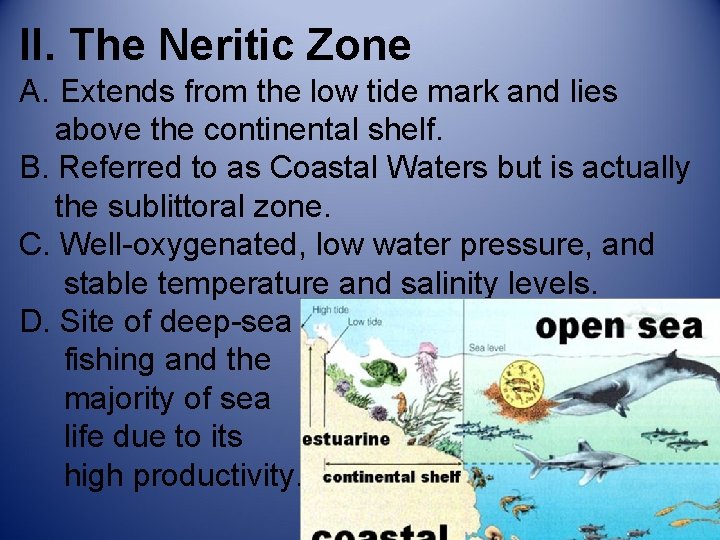 II. The Neritic Zone A. Extends from the low tide mark and lies above