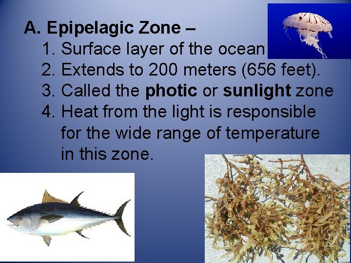 A. Epipelagic Zone – 1. Surface layer of the ocean 2. Extends to 200