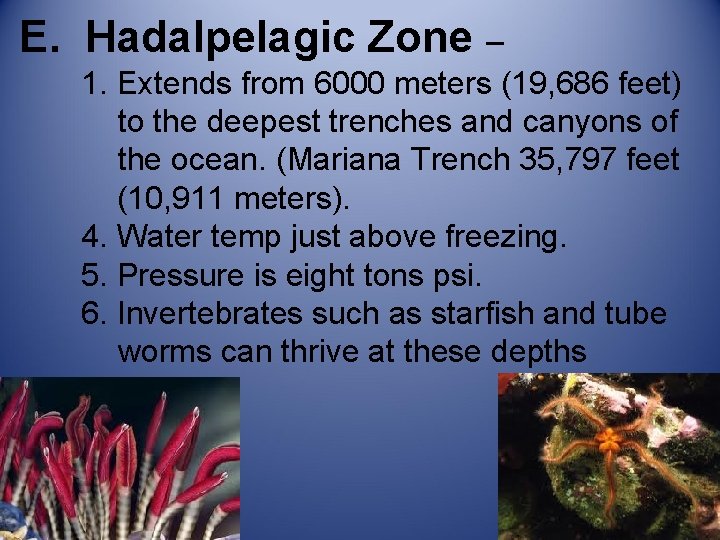 E. Hadalpelagic Zone – 1. Extends from 6000 meters (19, 686 feet) to the