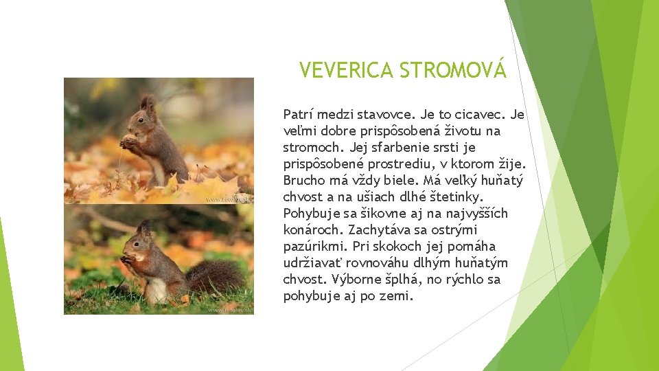 VEVERICA STROMOVÁ Patrí medzi stavovce. Je to cicavec. Je veľmi dobre prispôsobená životu na