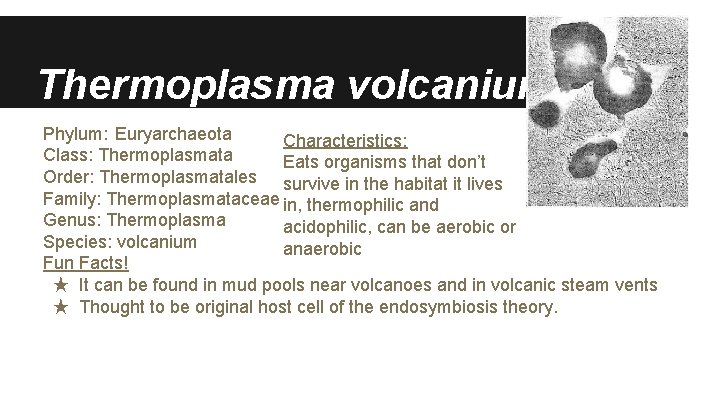 Thermoplasma volcanium Phylum: Euryarchaeota Characteristics: Class: Thermoplasmata Eats organisms that don’t Order: Thermoplasmatales survive