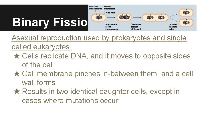 Binary Fission Asexual reproduction used by prokaryotes and single celled eukaryotes. ★ Cells replicate