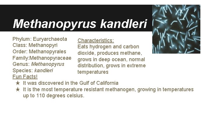 Methanopyrus kandleri Phylum: Euryarchaeota Characteristics: Class: Methanopyri Eats hydrogen and carbon Order: Methanopyrales dioxide,