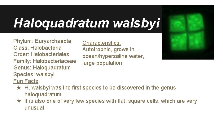 Haloquadratum walsbyi Phylum: Euryarchaeota Characteristics: Class: Halobacteria Autotrophic, grows in Order: Halobacteriales ocean/hypersaline water,