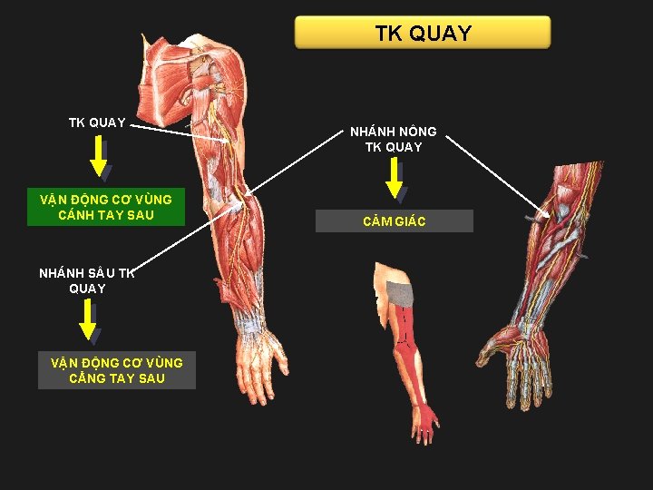 TK QUAY VẬN ĐỘNG CƠ VÙNG CÁNH TAY SAU NHÁNH S U TK QUAY