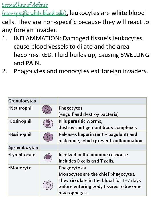 Second line of defense (non-specific white blood cells): leukocytes are white blood cells. They