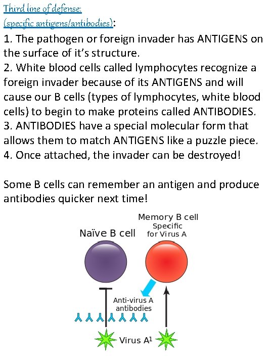 Third line of defense: (specific antigens/antibodies): 1. The pathogen or foreign invader has ANTIGENS