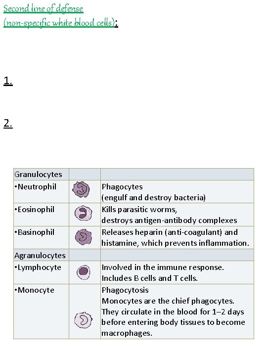 Second line of defense (non-specific white blood cells): 1. 2. Granulocytes • Neutrophil •