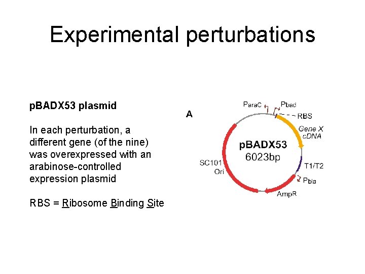 Experimental perturbations p. BADX 53 plasmid In each perturbation, a different gene (of the