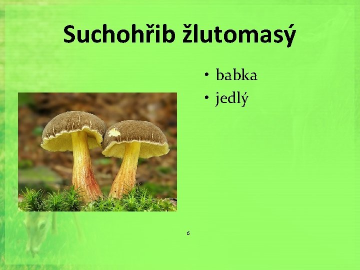 Suchohřib žlutomasý • babka • jedlý 6 