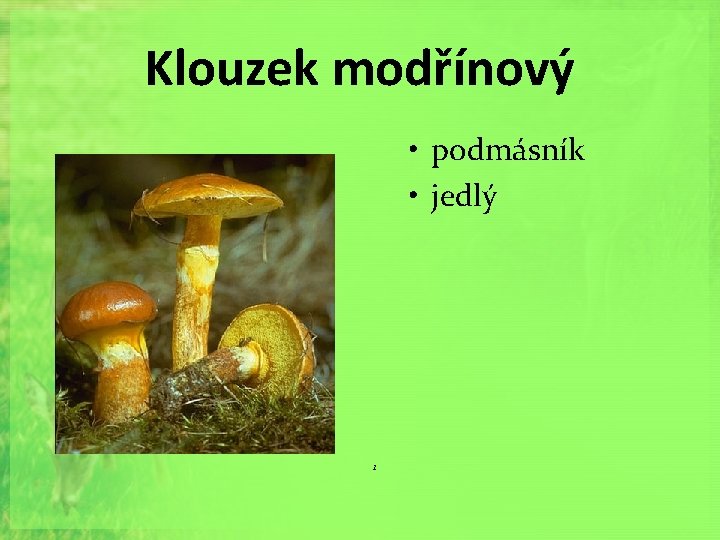 Klouzek modřínový • podmásník • jedlý 1 