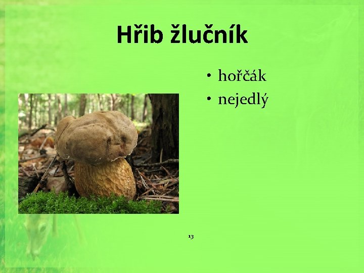 Hřib žlučník • hořčák • nejedlý 13 