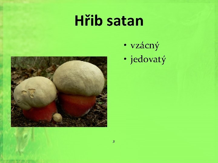 Hřib satan • vzácný • jedovatý 3 