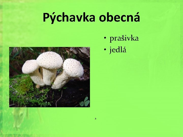 Pýchavka obecná • prašivka • jedlá 2 