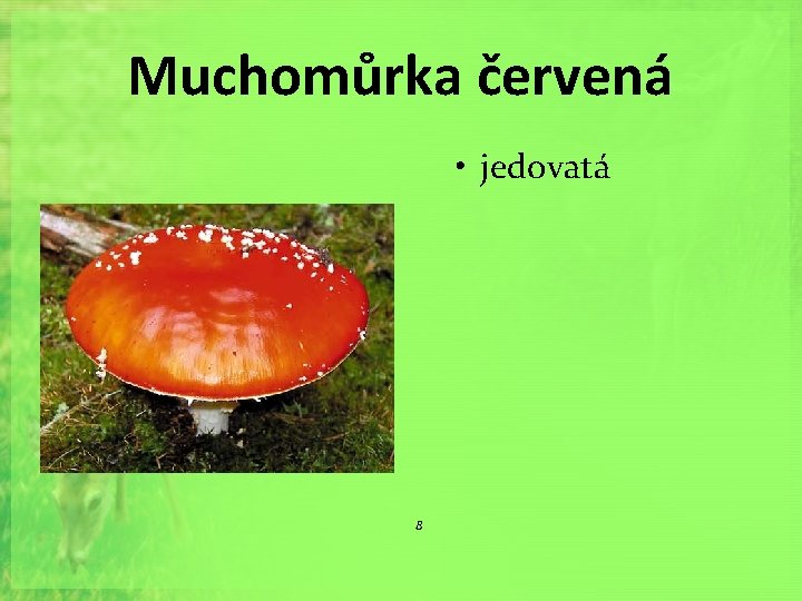 Muchomůrka červená • jedovatá 8 