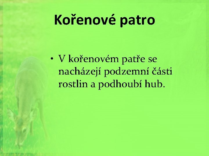 Kořenové patro • V kořenovém patře se nacházejí podzemní části rostlin a podhoubí hub.