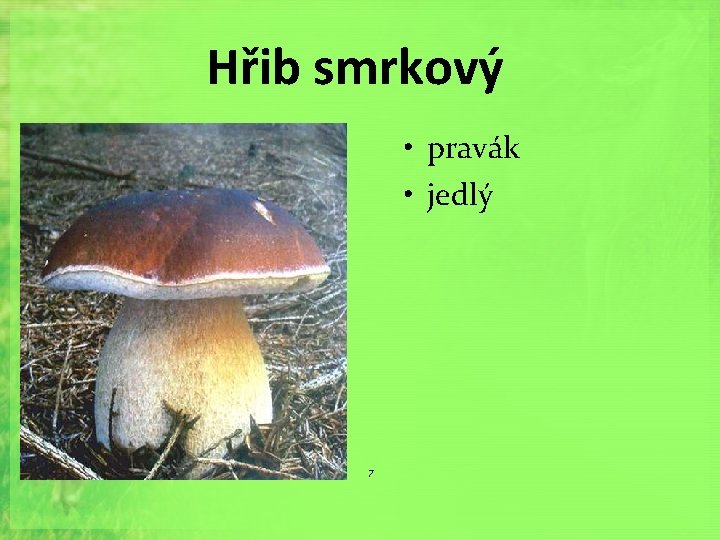 Hřib smrkový • pravák • jedlý 7 