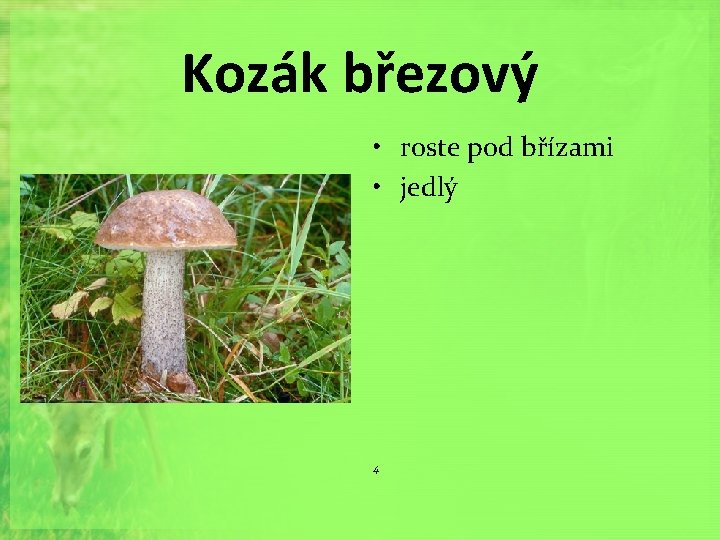 Kozák březový • roste pod břízami • jedlý 4 