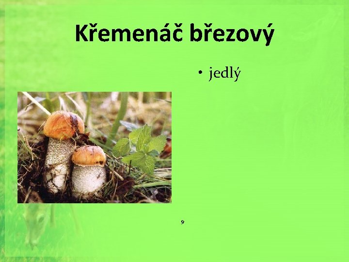 Křemenáč březový • jedlý 9 