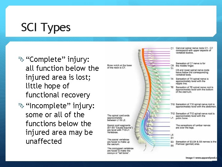 SCI Types “Complete” injury: all function below the injured area is lost; little hope SCI Types “Complete” injury: all function below the injured area is lost; little hope