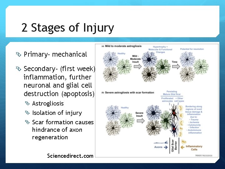 2 Stages of Injury Primary- mechanical Secondary- (first week) inflammation, further neuronal and glial 2 Stages of Injury Primary- mechanical Secondary- (first week) inflammation, further neuronal and glial