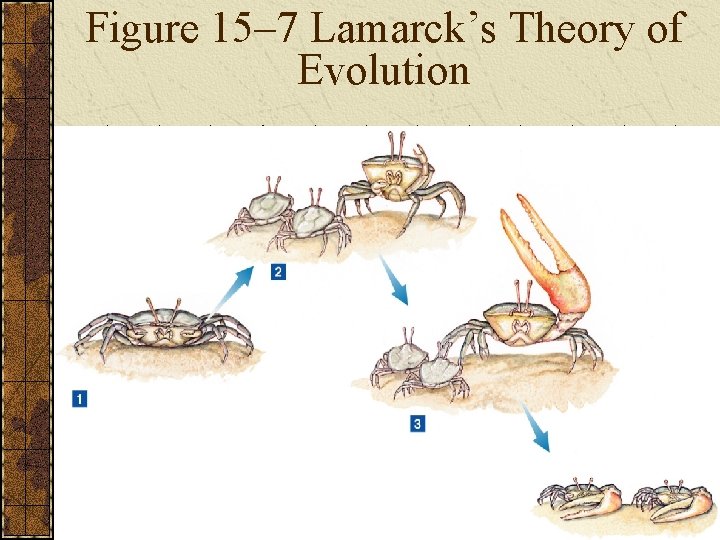 Figure 15– 7 Lamarck’s Theory of Evolution 
