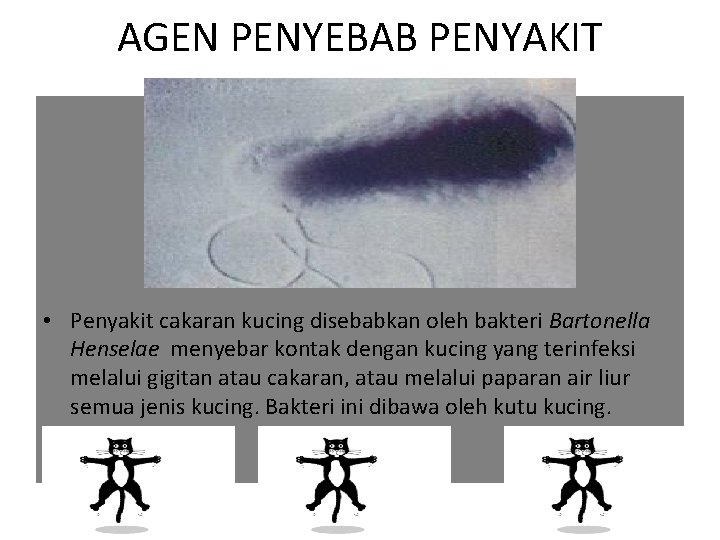 AGEN PENYEBAB PENYAKIT • Penyakit cakaran kucing disebabkan oleh bakteri Bartonella Henselae menyebar kontak