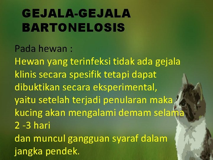 GEJALA-GEJALA BARTONELOSIS Pada hewan : Hewan yang terinfeksi tidak ada gejala klinis secara spesifik