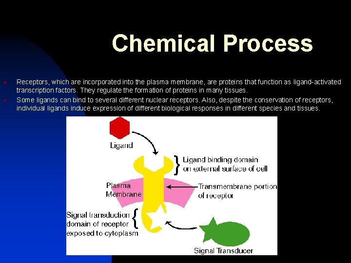 Chemical Process n n Receptors, which are incorporated into the plasma membrane, are proteins