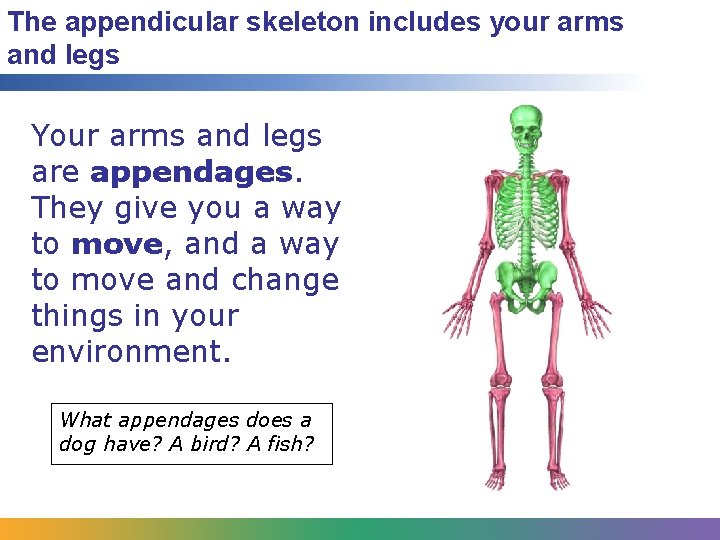 The appendicular skeleton includes your arms and legs Your arms and legs are appendages.