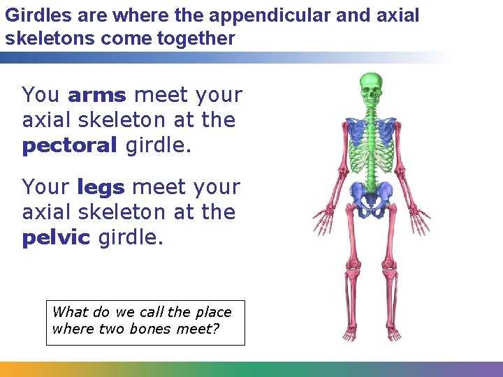 Girdles are where the appendicular and axial skeletons come together You arms meet your