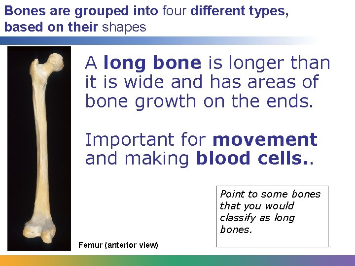 Bones are grouped into four different types, based on their shapes A long bone